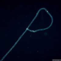 Collozoum sp.1 (Collozoum sp.1)