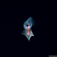 Clio pyramidata (Clio pyramidata)