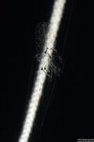 Forskalia s.1 (Forskalia sp.1)