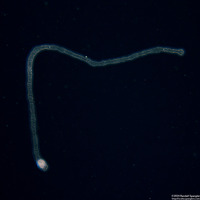 Collozoum sp.1 (Collozoum sp.1)