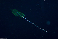 Chelophyes appendiculata (Chelophyes Appendiculata)