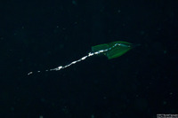 Chelophyes appendiculata (Chelophyes Appendiculata)