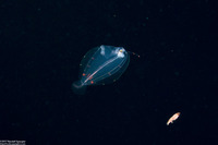 Family Bothidae (Larval Flounder)