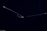 Family Hippolytidae (Larval Hippolytidae Shrimp)