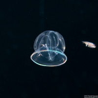 Class Enteropneusta (Larval Acorn Worm)