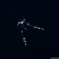Lysmata sp.1 (Larval Cleaner Shrimp)