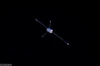 Infraorder Brachyura (Larval Crab (Zoea Stage))