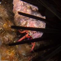 Calcinus haigae (Haig's Hermit Crab)