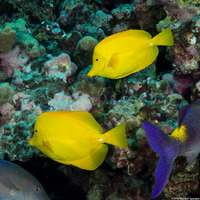 Zebrasoma flavescens (Yellow Tang)