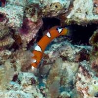 Coris gaimard (Yellowtail Coris)