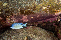 Abudefduf abdominalis (Hawaiian Sergeant)