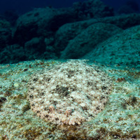 Bothus mancus (Flowery Flounder)