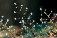 Pennaria disticha (Christmas Tree Hydroid)