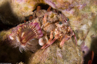 Calliactus polypus (Hermit Crab Anemone)