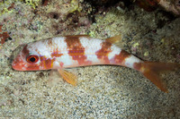 Mulloidichthys vanicolensis (Yellowfin Goatfish)