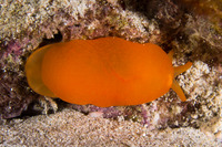 Berthellina delicata (Orange Gumdrop)