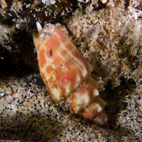 Mitra stictica (Punctured Miter)