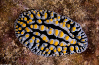 Phyllidia varicosa (Varicose Phyllidia)