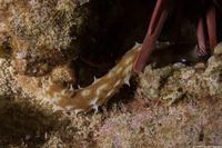 Holothuria hilla (Light-Spotted Sea Cucumber)