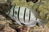 Acanthurus triostegus (Convict Tang)