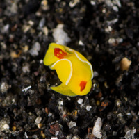 Siphopteron quadrispinosum (Four-Spined Slug)