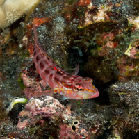 Parapercis schauinslandii (Redspotted Sandperch)