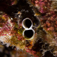 Ascidia sydneiensis (Yellow-Green Sea Squirt)