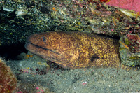 Gymnothorax flavimarginatus (Yellowmargin Moray)