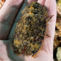 Parribacus antarcticus (Sculptured Slipper Lobster)