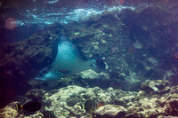 Aetobatus ocellatus (Ocellated Eagle Ray)