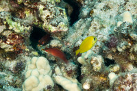 Pseudocheilinus evanidus (Disappearing Wrasse)