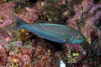 Aphareus furca (Smalltooth Jobfish)