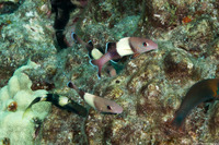 Parupeneus insularis (Island Goatfish)