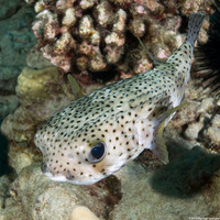 Diodon hystrix (Porcupinefish)