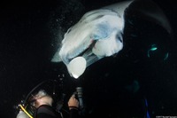 Mobula alfredi (Coastal Manta Ray)