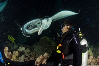 Mobula alfredi (Coastal Manta Ray)
