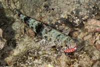 Saurida flamma (Orangemouth Lizardfish)