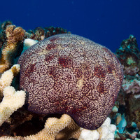 Culcita novaeguineae (Cushion Star)