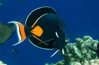 Acanthurus achilles (Achilles Tang)