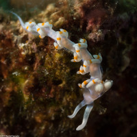 Samla bicolor (Bicolor Nudibranch)