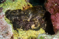 Taenianotus triacanthus (Leaf Scorpionfish)