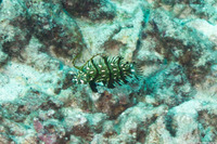 Novaculichthys taeniourus (Rockmover Wrasse)