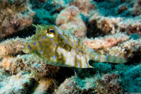 Lactoria fornasini (Thornback Cowfish)