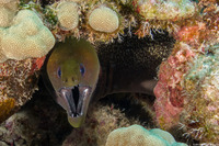Gymnothorax undulatus (Undulated Moray)