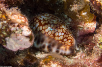 Mauritia maculifera (Reticulated Cowry)