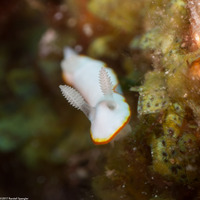 Goniobranchus albonares (White Gill Chromodoris)