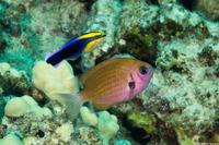 Labroides phthirophagus (Hawaiian Cleaner Wrasse)