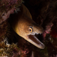 Gymnothorax eurostus (Stout Moray)