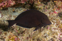 Acanthurus nigroris (Bluelined Surgeonfish)