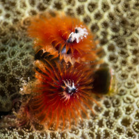 Spirobranchus sp.1 (Christmas Tree Worm)